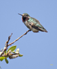 Broad tailed Hummingbird male